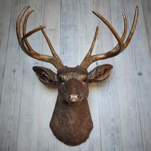 Faux taxidermy deer head painted dark copper with antique gold accents and antique gold antlers.